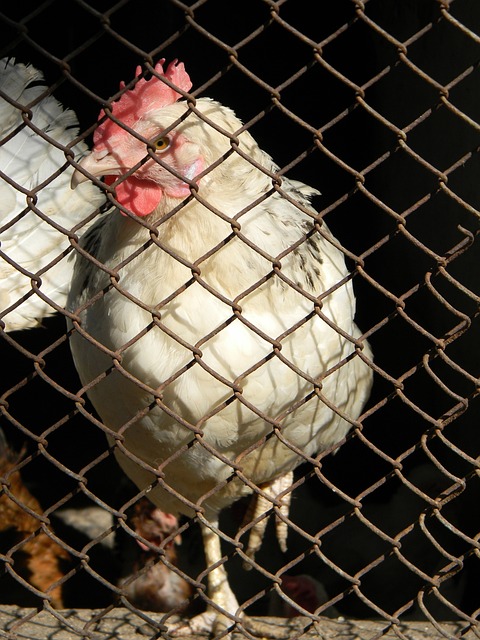 瓜迪奥拉近 瓜迪奥拉近