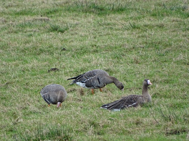 度难以招架 度难以招架